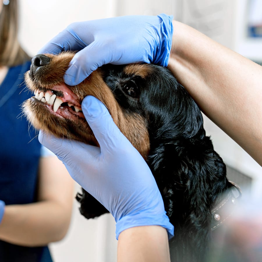 Pet Dental Care & Surgery | Veterinary Dentist in Hopkinsville