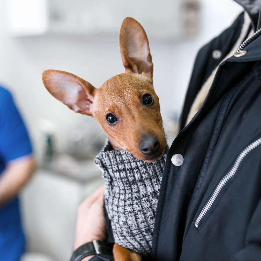 Cat & Dog Wellness Exams, Hopkinsville