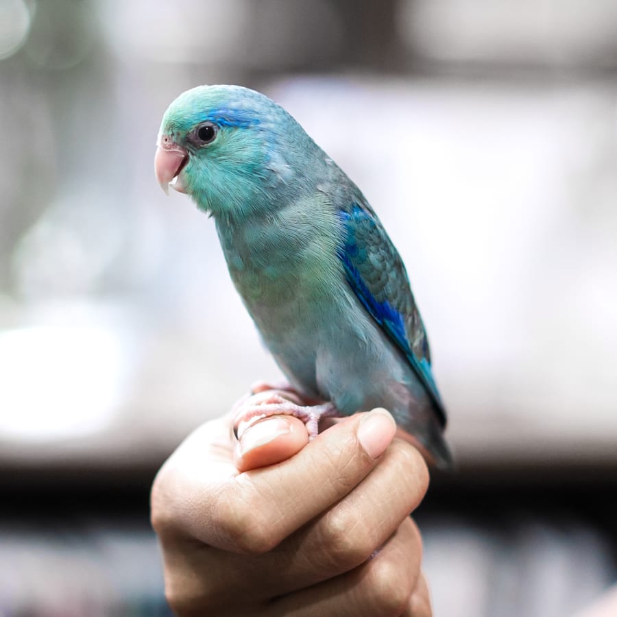 Avian & Exotic Animal Care in Hopkinsville | Avian & Exotic Vet Avian & Exotic Animal Care in Hopkinsville | Avian & Exotic Vet