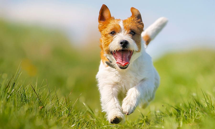 Adult Dogs, Skyline Animal Clinic