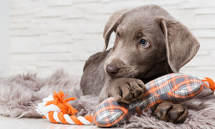 Puppies, Skyline Animal Clinic